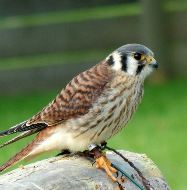 Winter Midweek Day Ticket