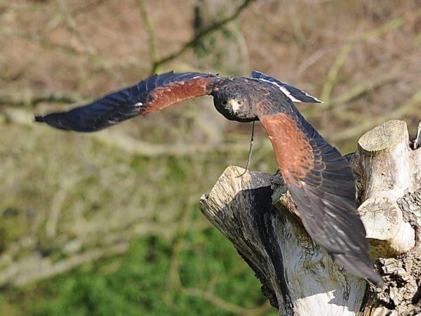 Five Day Falconry Course