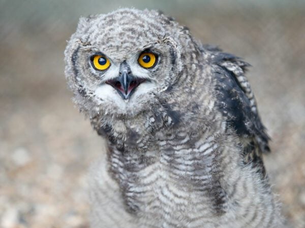 Bird of Prey Experience