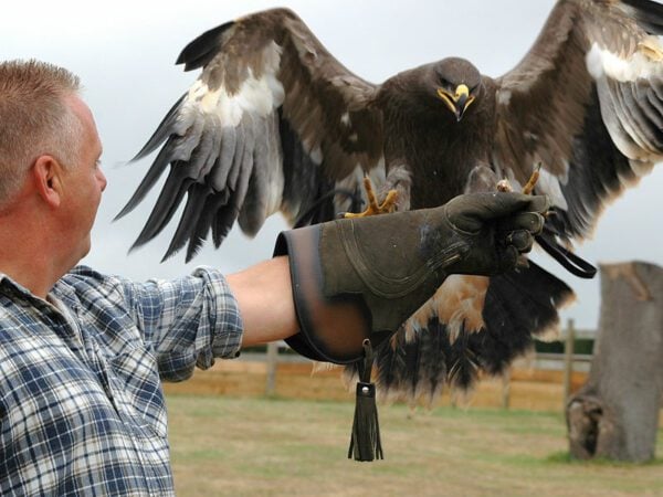 Falconer for the Day