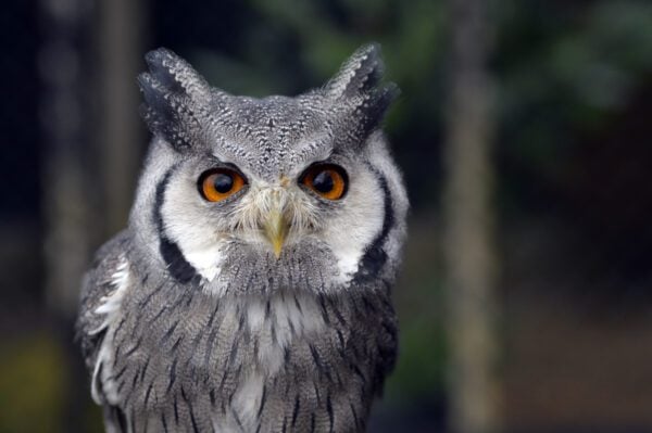 Merlin - White Faced Scops Owl