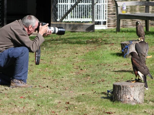 Bird of Prey Photography Day