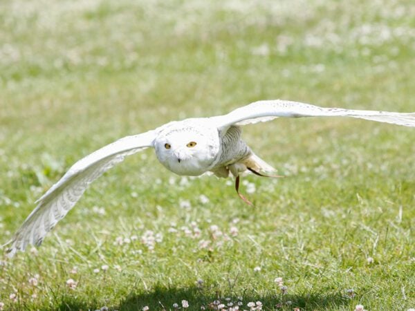 Bird of Prey Photography Day