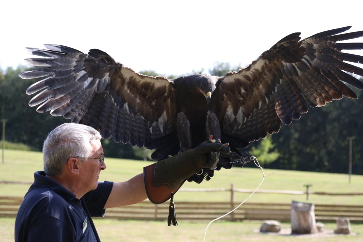 man with falcon - volunteer at leeds castle