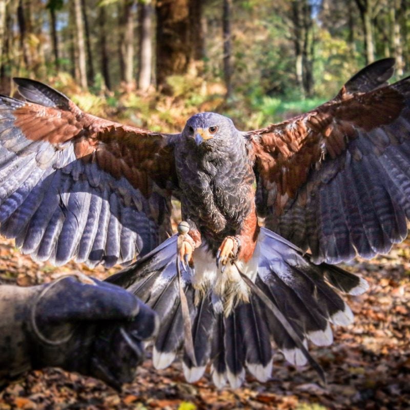 Hawk at Leeds Castle