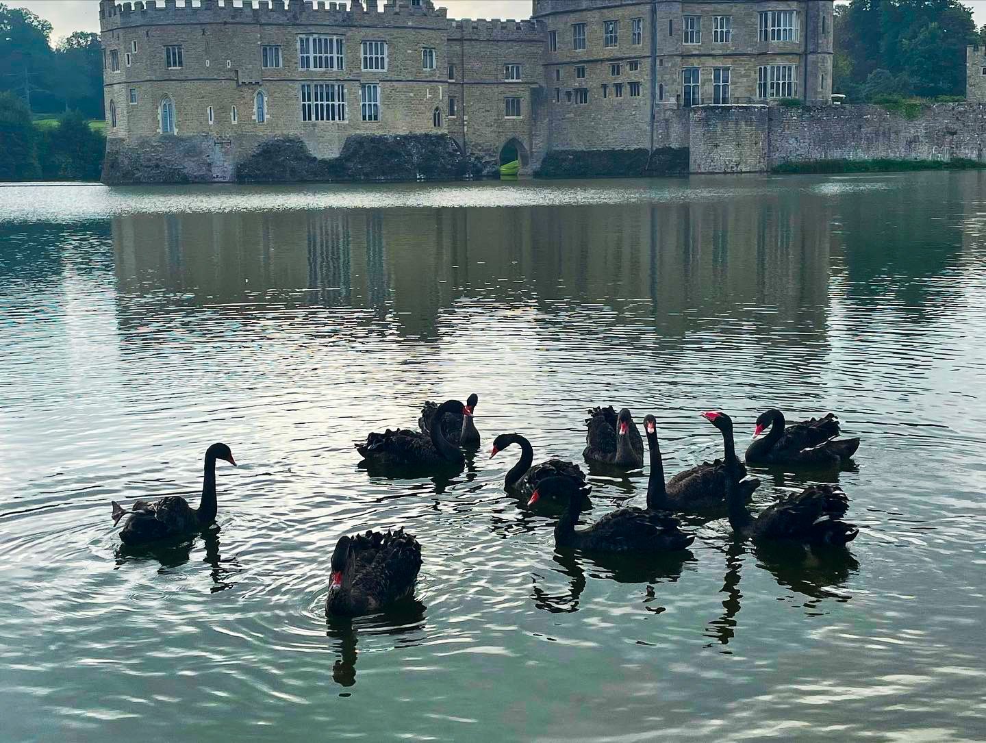 Black Swans return to Leeds Castle