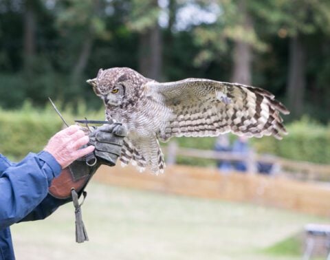 Owl at Leeds Castle