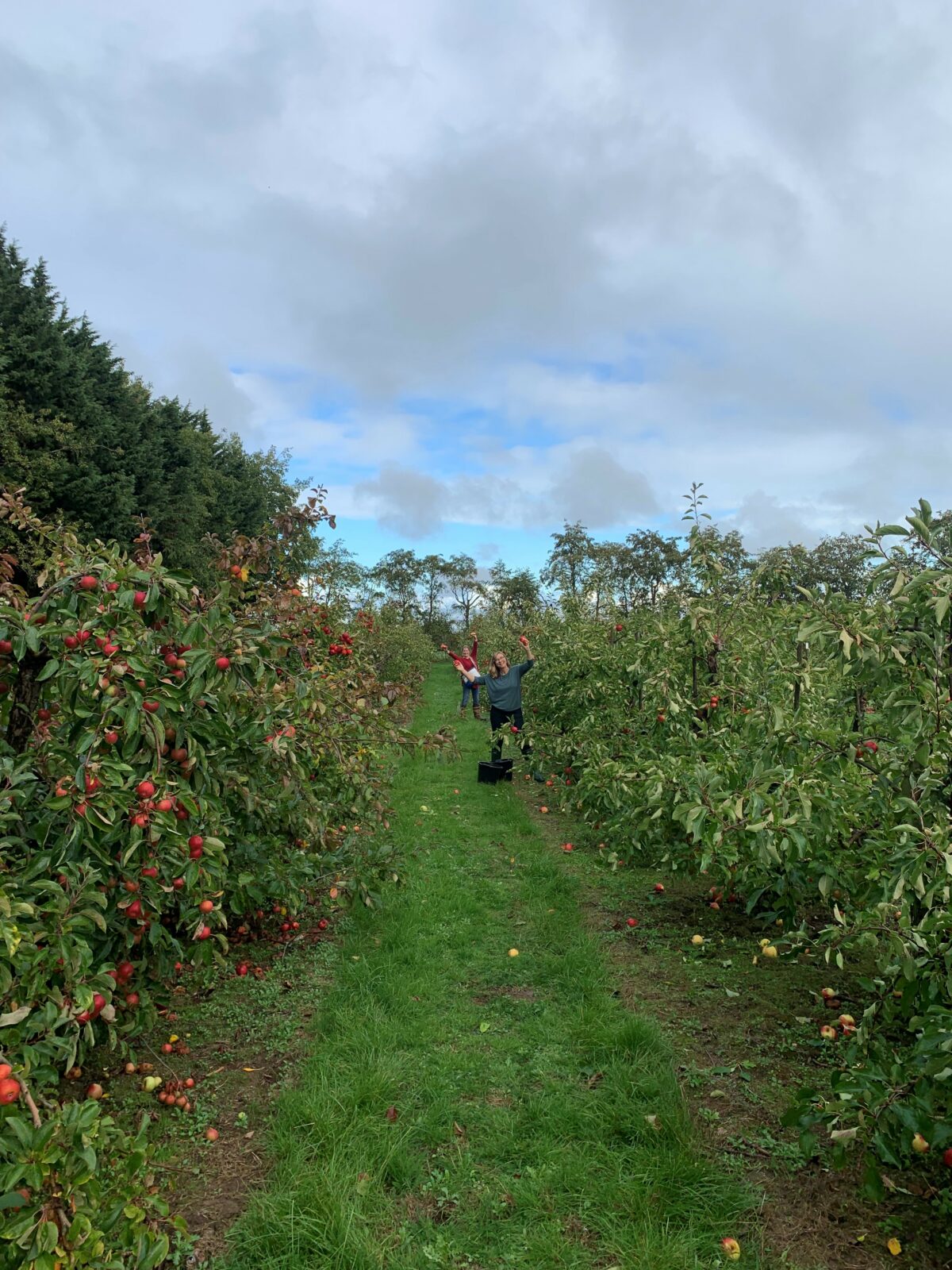 beautiful path in an orchard with apple trees on either side. left side is full of halloween apples and rights side has been picked clean.