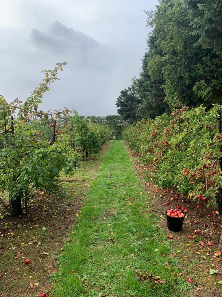 pathway showing a bucket of apples on a partially cloudy but bright day