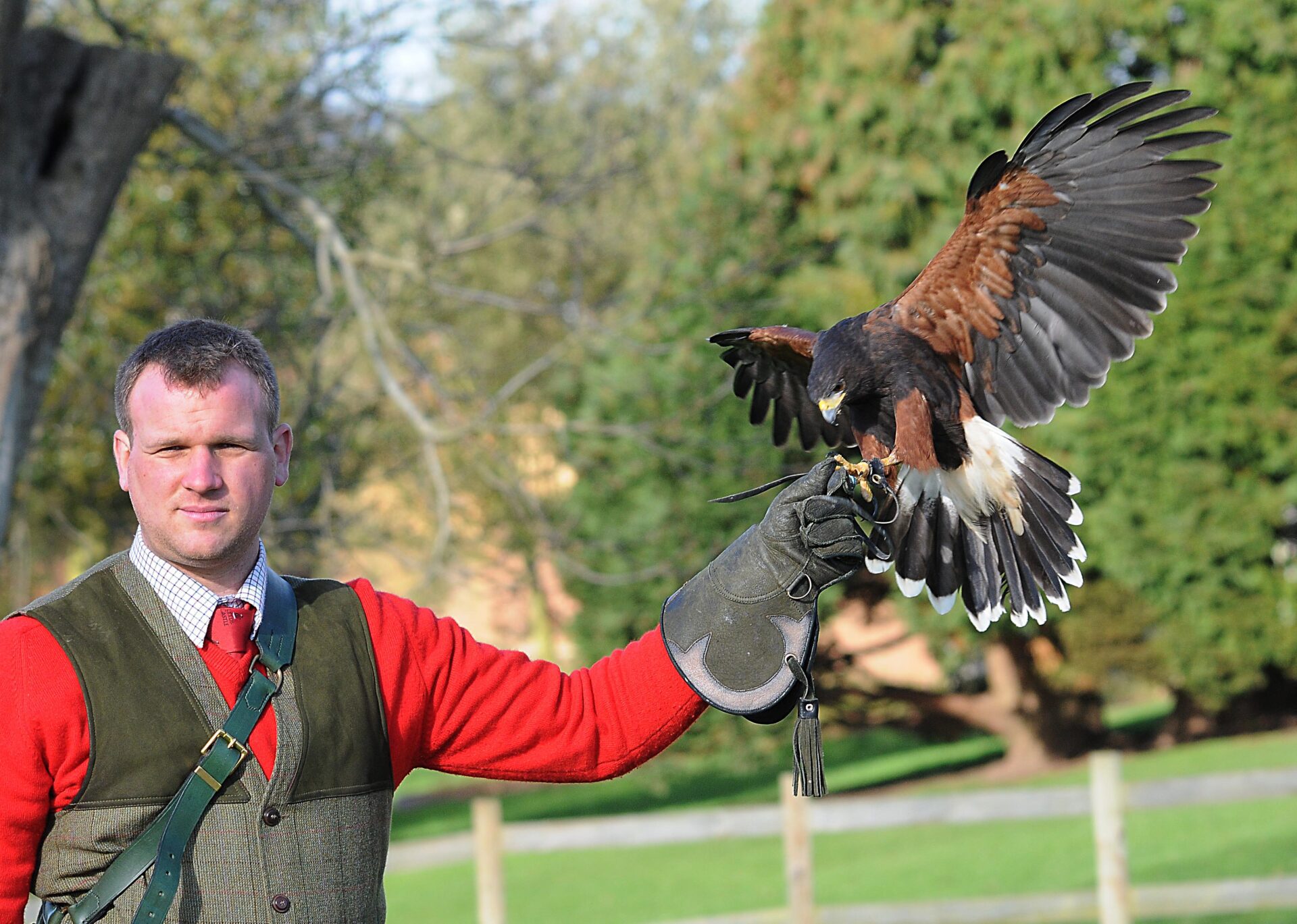 Falconry at Leeds Castle
