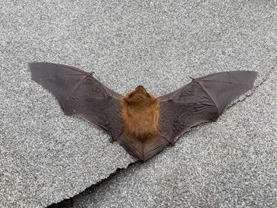 Bird of Prey Centre at Leeds Castle