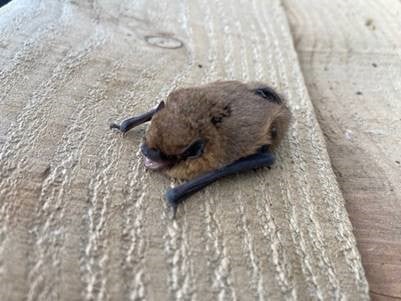 Bird of Prey Centre at Leeds Castle