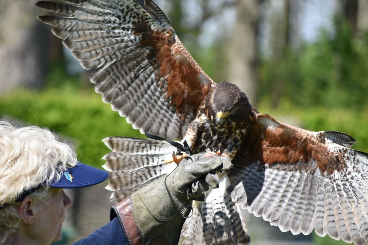 Falconry at Leeds Castle