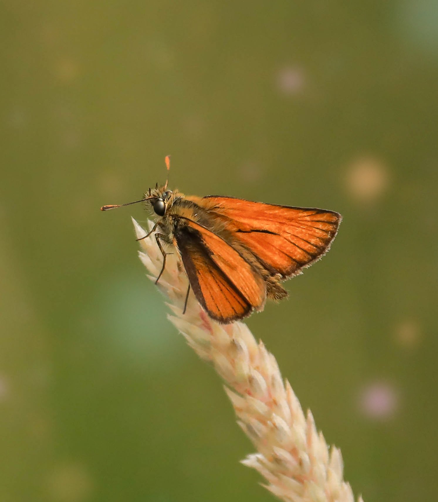 nature at leeds castle