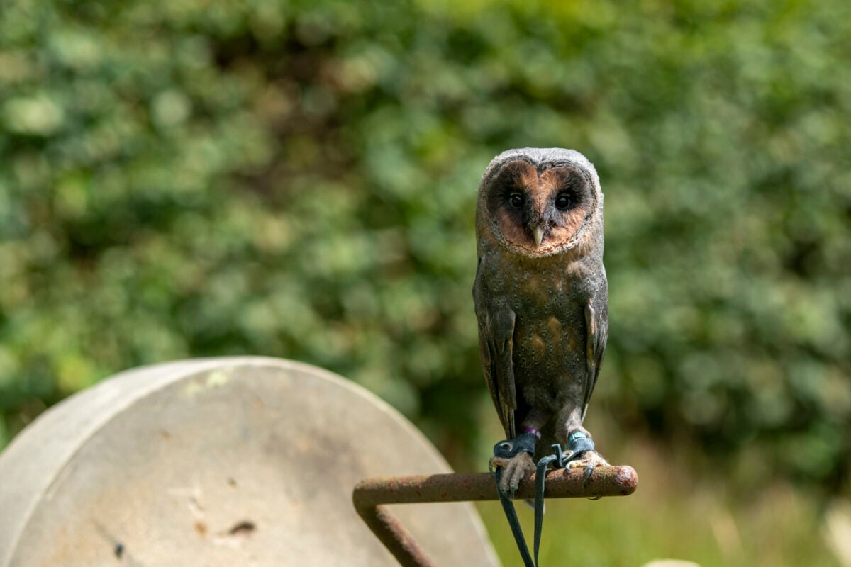 Falconry at Leeds Castle