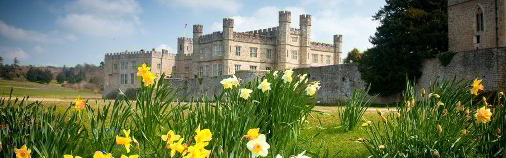 daffodils at leeds castle