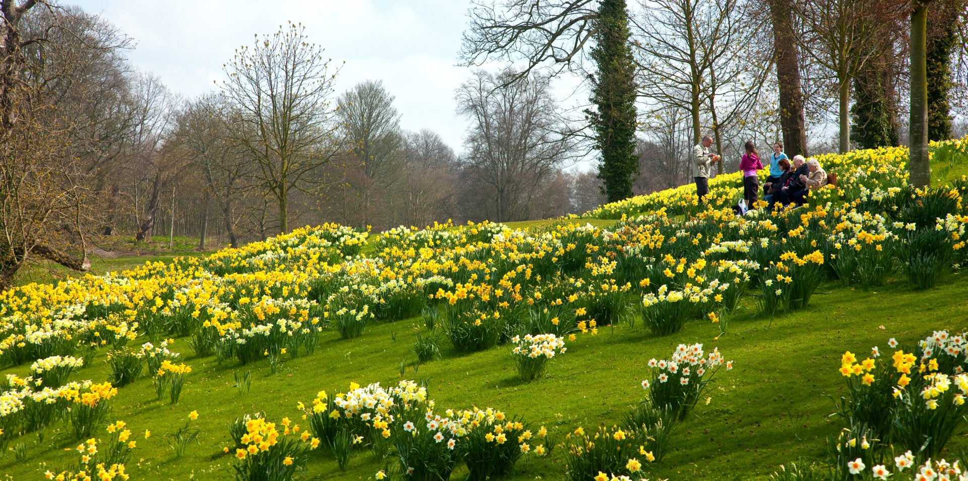 Darling Daffodil Walks at Leeds Castle in Kent