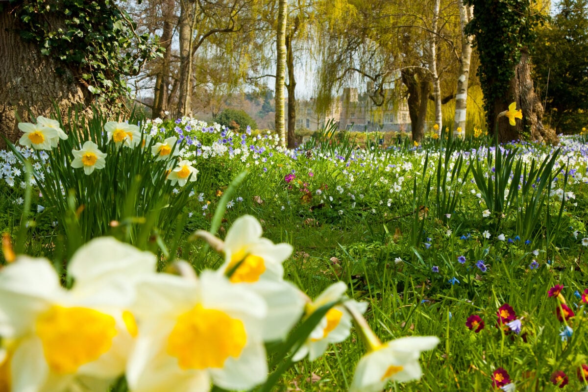 close up image of daffodils - Leeds Castle