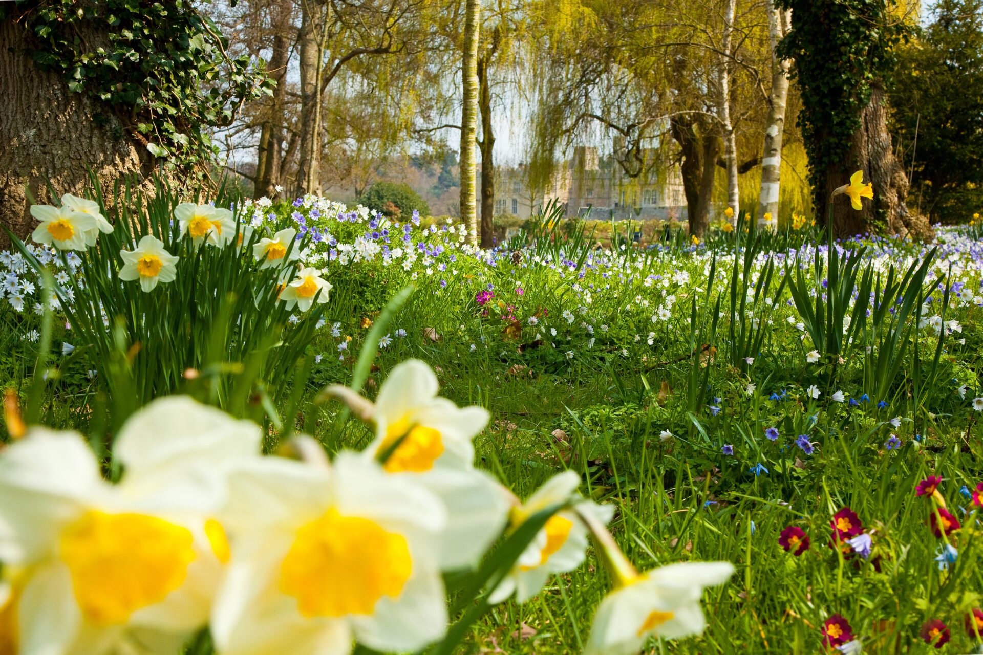 close up of daffodil flowers