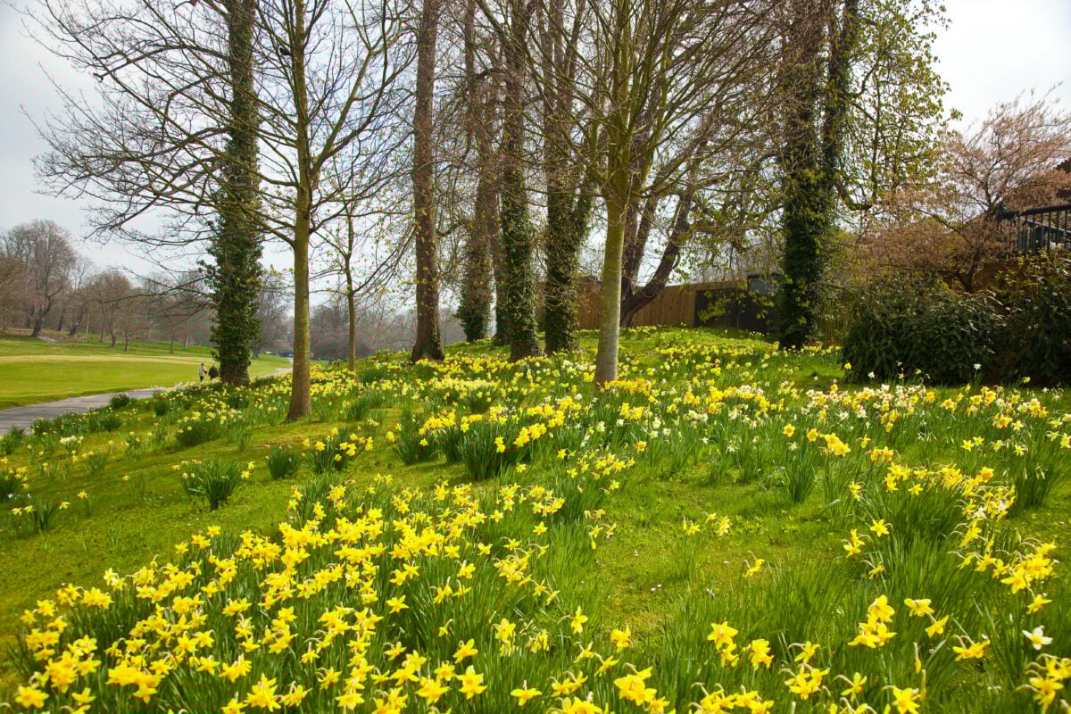 green space with trees and daffodils