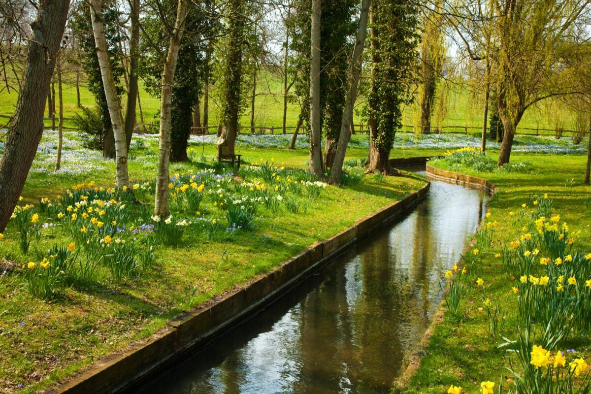 river surrounded by green and daffodils