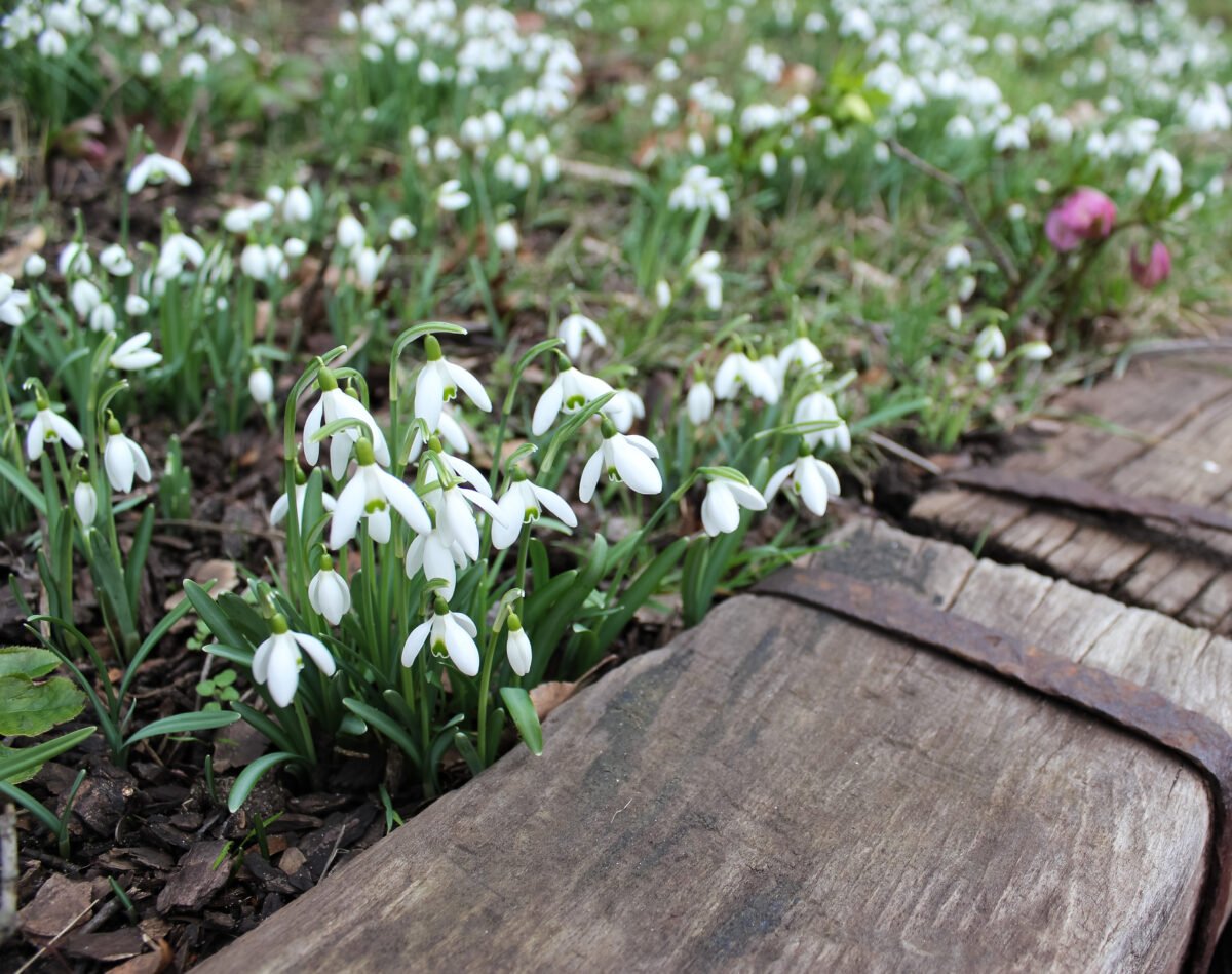 snowdrops leeds castle