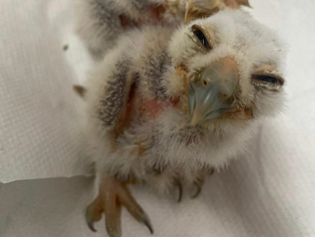 Our Mottled Owls have successfully hatched their three babies