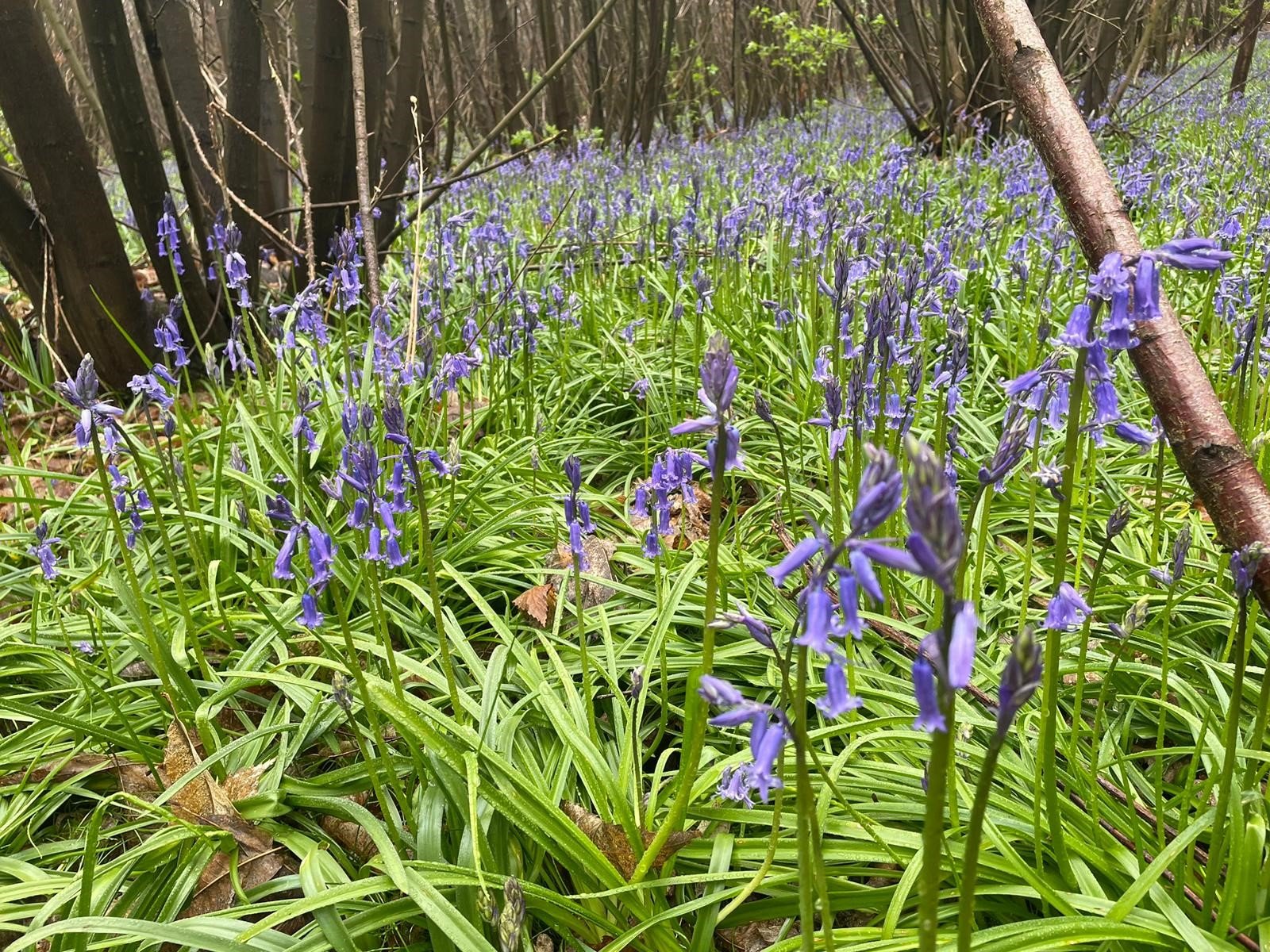 Woodlands at Leeds Castle