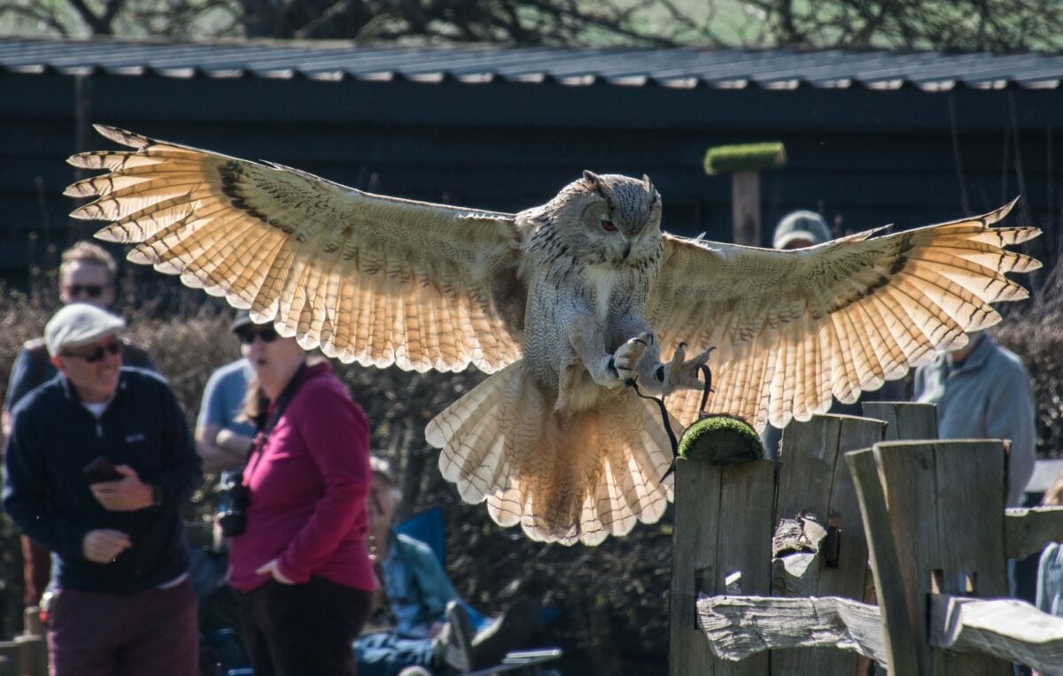 Leeds Castle Owl