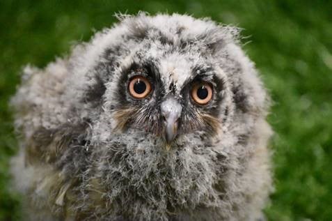 The Long-Eared Owl - Greg