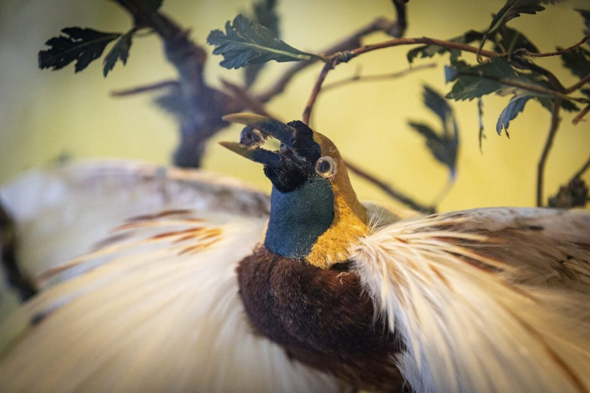 Birds of Paradise, taxidermy, late 19th century (Accession No. 10154)