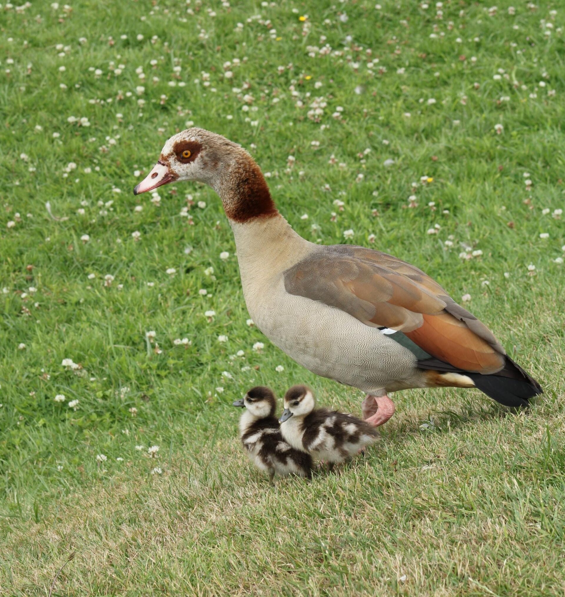 Egyptian Geese Goslings