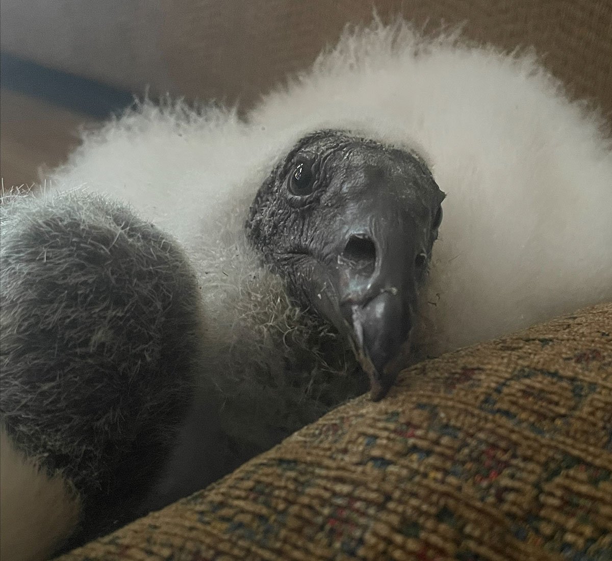 Falconry & Wildlife Blog