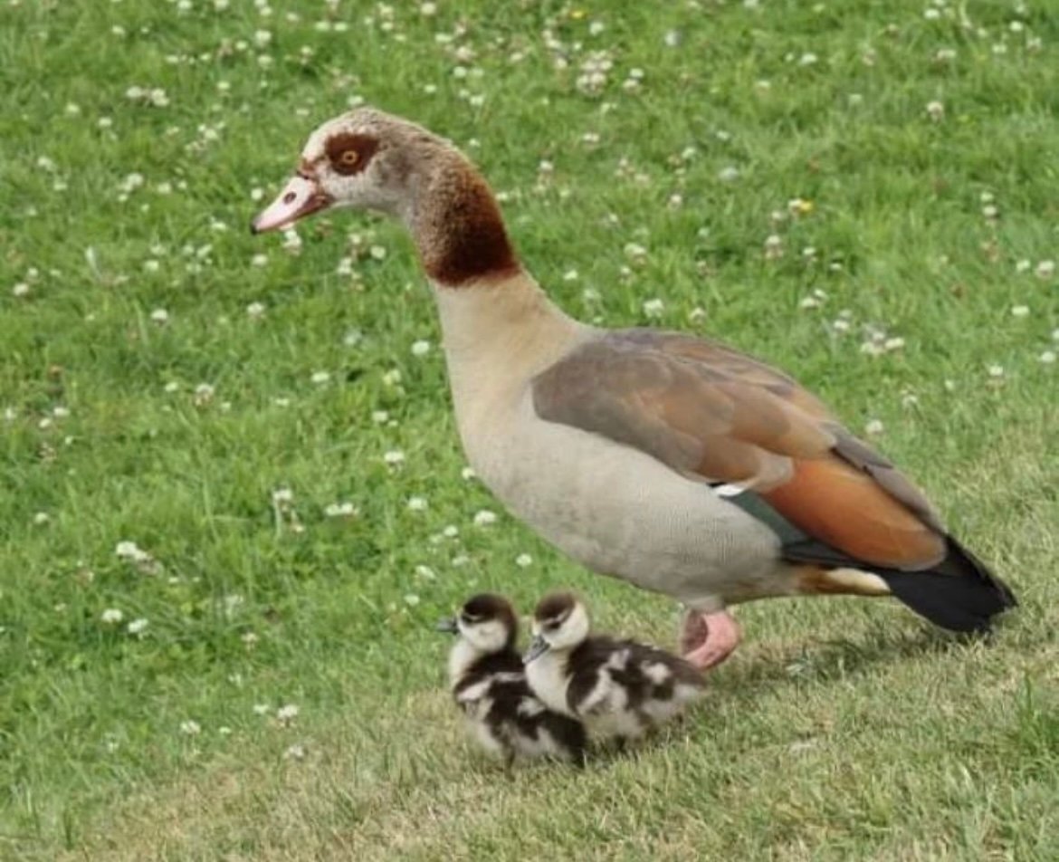 Falconry & Wildlife Blog - July 2023