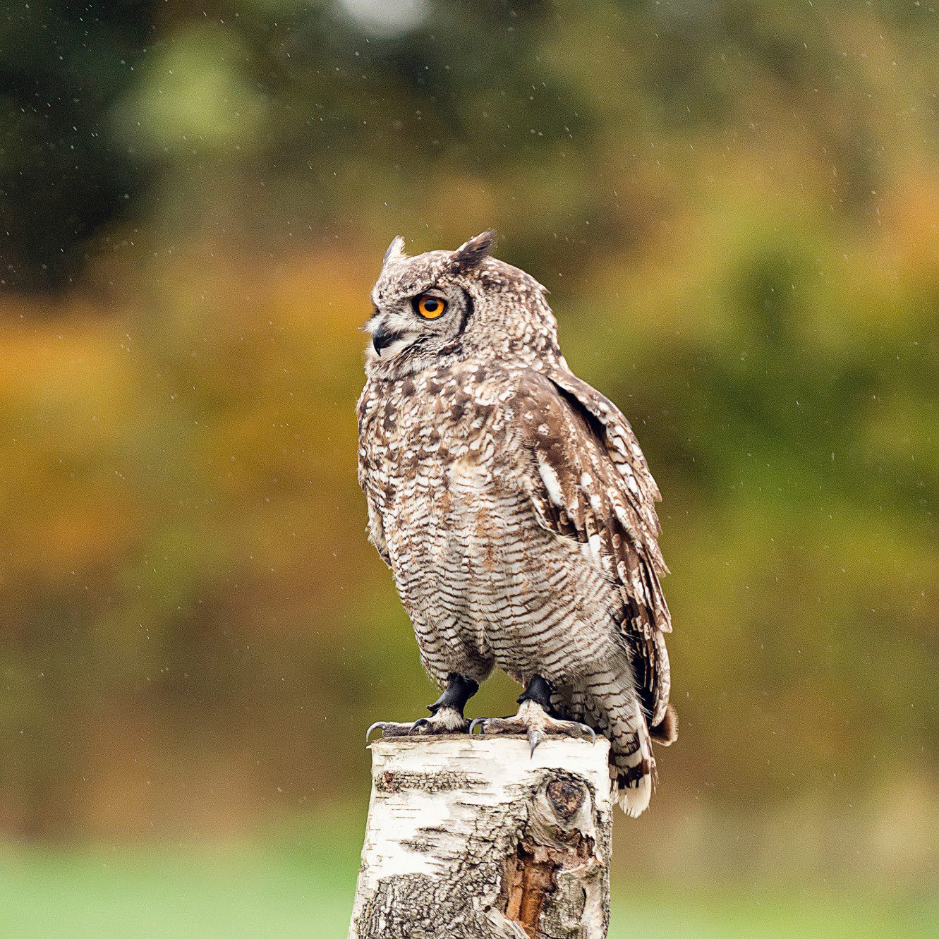 Alfie the Owl - Falconry at Leeds Castle