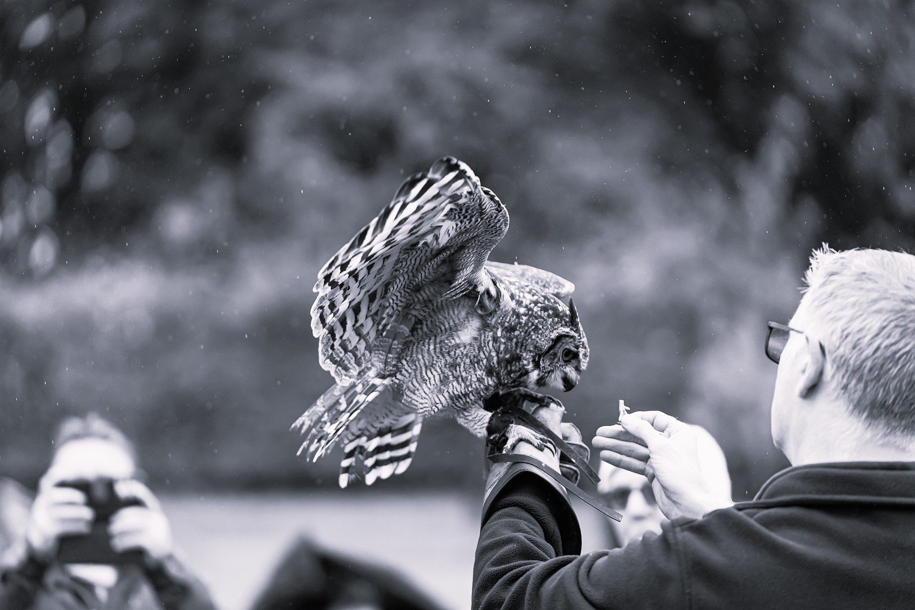 Alfie the Owl - Falconry at Leeds Castle (Black & White)